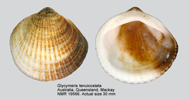 Glycymeris tenuicostata.jpg - Glycymeris tenuicostata(Reeve,1843)